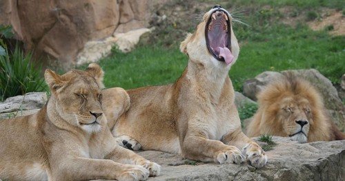 African Lion (panthera leo), Group resting, Female, with Open Mouth, Masai Mara Park in Kenya