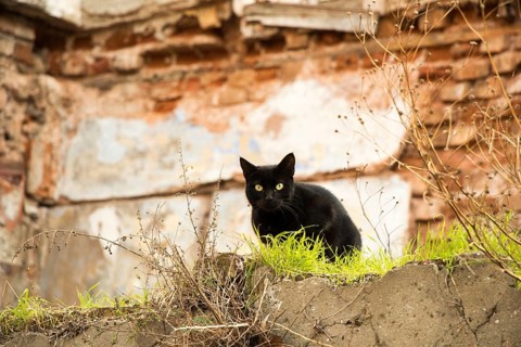 Another portrait of the homeless street cat
