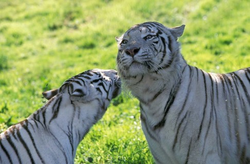 White tiger (panthera tigris), pair
