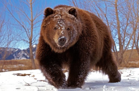 KODIAK BEAR (ursus arctos middendorffi), ADULT ON SNOW, ALASKA