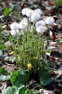 Coltsfoot (Tussilago farfara), seed head