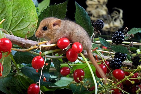 Common Dormouse (muscardinus avellanarius), standing on Branch with Berries, Normandy