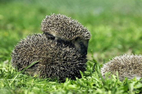 European Hedgehog (erinaceus europaeus), Female with Baby, Normandy in France