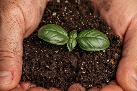 Close up male hands holding soil growing plant