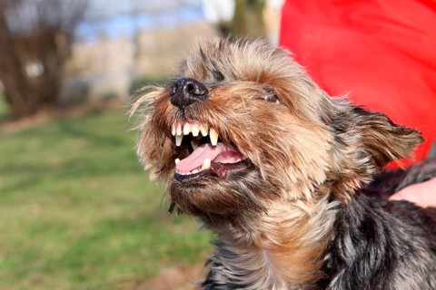Yorkshire Terrier bares its teeth