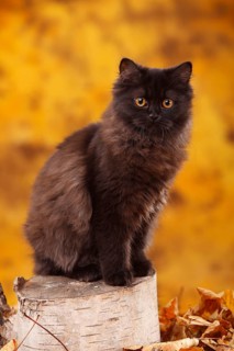 British longhair cat, 6 months, black, Highlander, Lowlander, Britanica, BLH, black