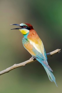 European bee eater (Merops apiaster), Greece, Europe
