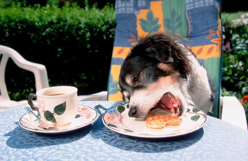Mixed breed dog stealing waffle from plate, stealing