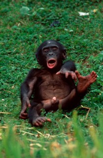 Young Bonobo, Pygmy Chimpanzee (Pan paniscus)
