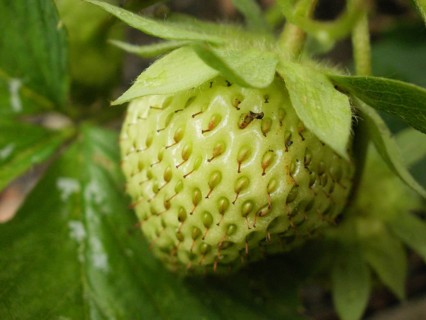 Green strawberry (Fragaria)