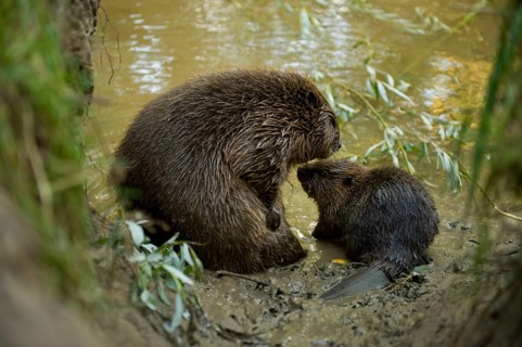 European beaver (Castor fiber) with young, Rosenheim, Bavaria, Germany, Europe