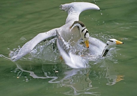 Bar-headed goose (anser indicus), pairing