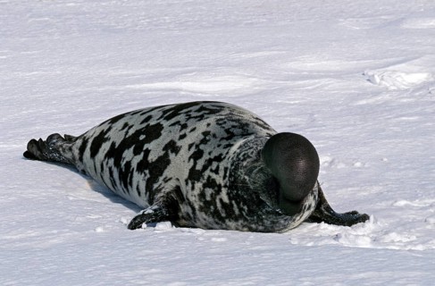 Hooded seal (Cystophora cristata), MALE ON ICE FIELD, MAGDALENA ISLAND IN CANADA