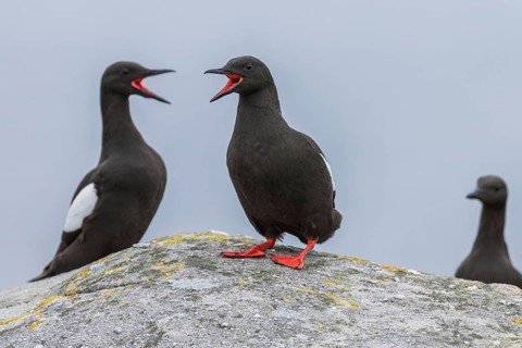 Common Guillemot, GB, Black guillemot (Cepphus grylle)