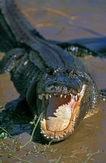 American Alligator, alligator mississipiensis, Adult in Defensive Posture with Open Mouth