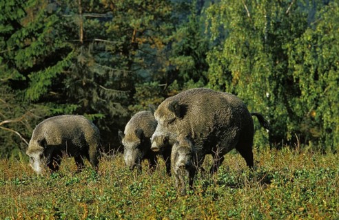 WILD BOAR (sus scrofa), ADULTS LOOKING FOR FOOD, FRANCE