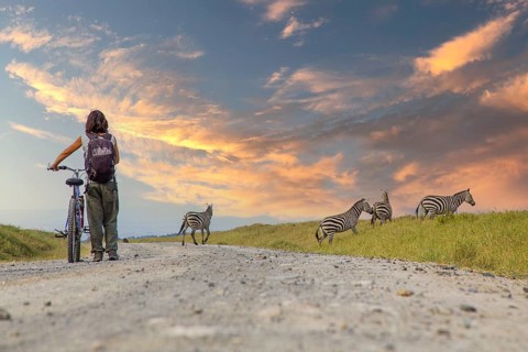 A girl on a bike next to Zebras in Naivasha in Hells Gate Park at sunset, Kenya, Africa