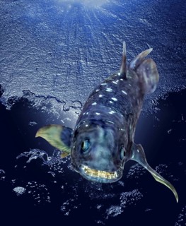 Coelacanth (latimeria chalumnae)