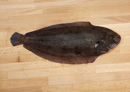 Sole, Sole (solea solea), Other animals, Fish, Flatfish, Animals, FRESH SOLE FISH