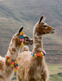 Llama (Llama glama), adults wearing pompoms, near Cuzco in Peru