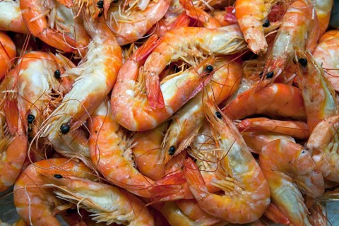 A close-up of a group of shrimps