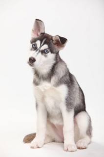 Siberian Husky, puppy, 11 weeks