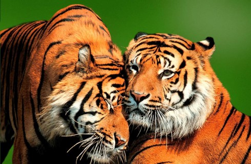 Sumatran Tiger (Panthera tigris sumatrae)