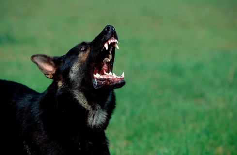 German Shepherd or Alsatian