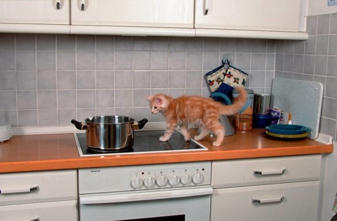 Maine Coon cat, kitten runs over kitchen cooker, cooker, oven
