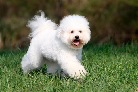 Bichon Frise