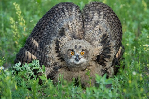 European Eurasian eagle-owl (Bubo bubo) , Ästling, Lower Saxony, Germany, Europe
