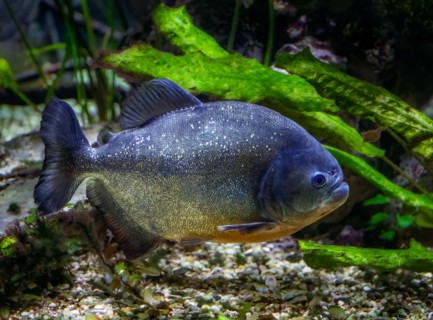 Underwater photo of a piraya piranha
