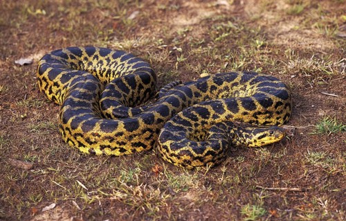 Big Anaconda, Green Anaconda (eunectes murinus), Big Anacondas, Green Anacondas, Other animals,