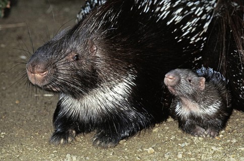 Hystrix africae-australis, South African porcupine, South African porcupine, Common porcupine