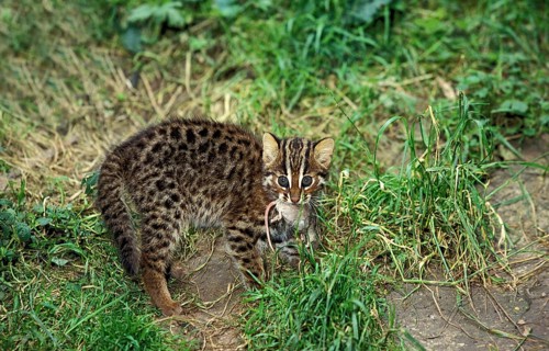 Leopard Cat (prionailurus bengalensis), Cub with Mouse in its Mouth