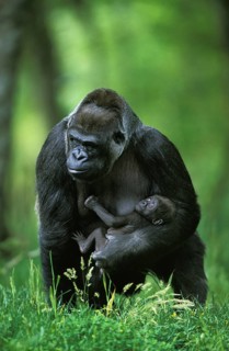 Gorilla (gorilla gorilla), Female with Baby