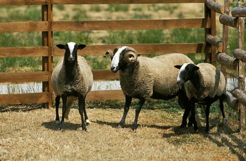 Bizet domestic sheep, French breed from Cantal, rams and ewes