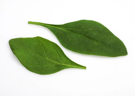 Spinach (spinacia oleracea) Shoot Salad, Leaves against White Background