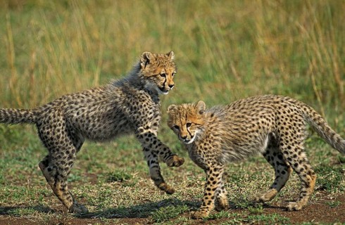 CHEETAH (acinonyx jubatus), CUB PLAYING, KENYA