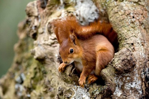 Red Squirrel (sciurus vulgaris), Adult standing at Nest Entrance, Normandy