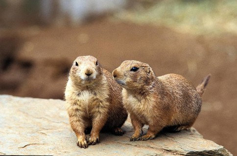 Black-Tailed Prairie Dog (cynomys ludovicianus), Adults