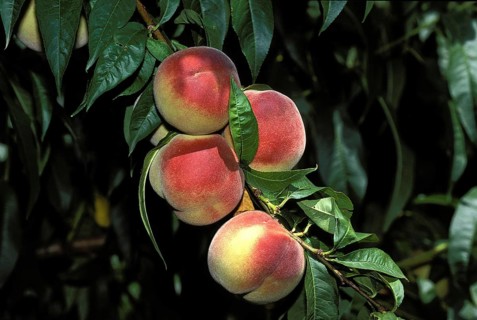 Branch of Peach Tree with Peaches, persica vulgaris