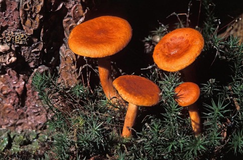 Orange Milkcap (lactarius) auriantofulvus