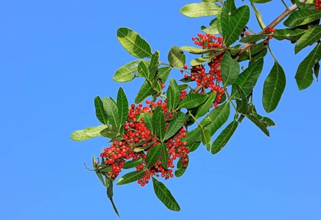 Brazilian Pepper (Schinus terebinthifolius) Tree, Florida, USA, Pink Pepper, Florida Holly, Rose