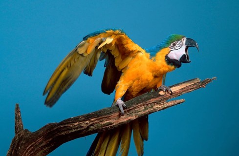 Blue and yellow macaw (Ara ararauna), Blue and Gold Macaw