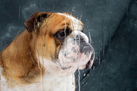 English bulldog behind window pane, in rain, pane, glass pane