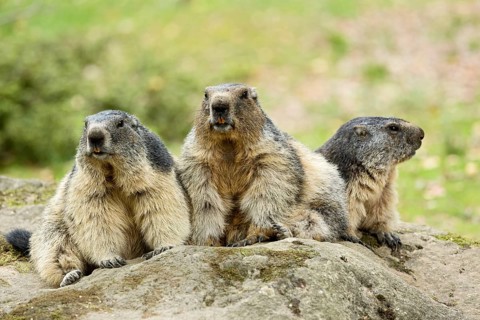 Alpin marmots (Marmota marmota), Hautes-Pyrénées, Midi-Pyrénées, France, Europe