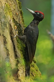 Black woodpecker male hanging on tree trunk left looking