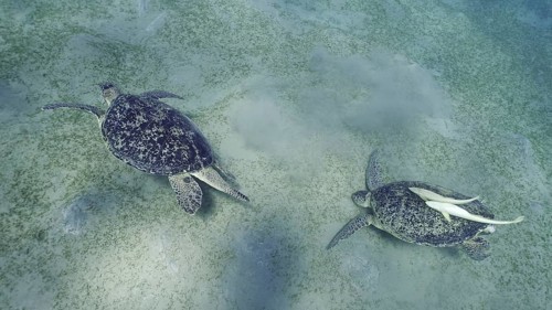 Two Sea turtles graze on the seabed eating green algae. Two Great Green Sea Turtle (Chelonia mydas)