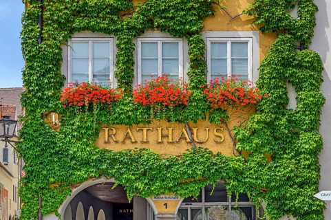 Town hall with floral decoration, Pelargonium (Pelargonium), and Boston ivy (Parthenocissus